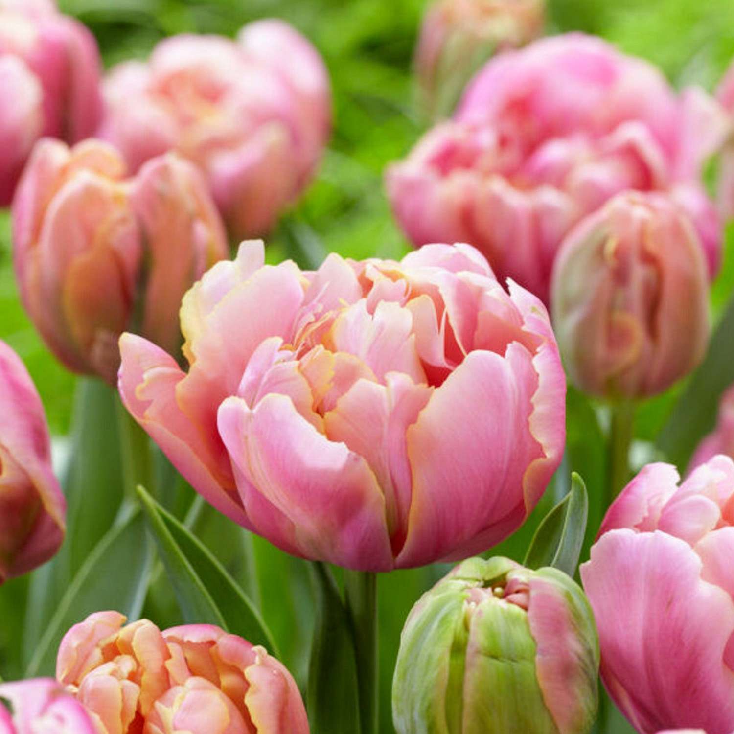 Tulipe 'Pink Star'